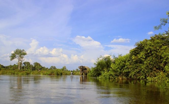 
					Taman Nasional Tesso Nilo