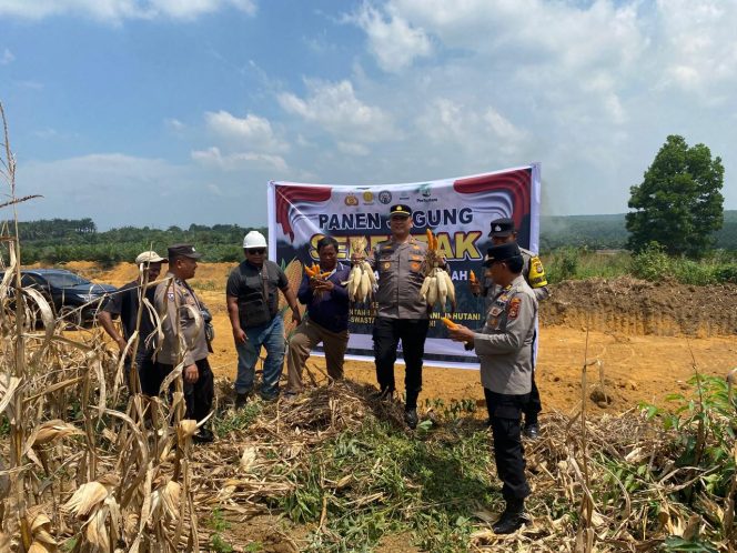 
					Dukung Swasembada Pangan 2025, Polsek Bagan Sinembah Gelar Panen Jagung