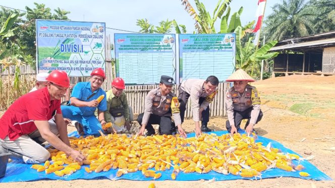 
					Dukung Program Asta Cita Presiden RI, Polsek Bagan Sinembah Panen Jagung di  Cibaliung