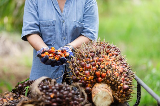 
					Harga CPO dan Kernel Turun, Kelapa Sawit Mitra Plasma Minggu Ini Dihargai Rp3.460 per Kg