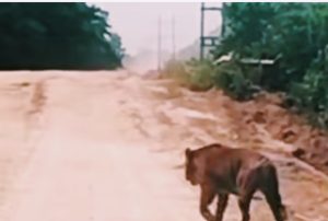 BBKSDA Riau Turunkan Tim, Harimau Ukuran Besar Melintas di Jalan Zamrud