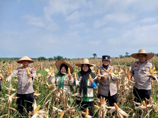 
					Dukung Program Asta Cita dan Ketahanan Pangan Nasional, Polsek Bagan Sinembah Gelar Panen Jagung