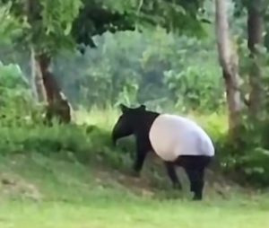 Kemunculan Tapir Berukuran Besar, Momen Langka Muncul di Flying Squad TNTN