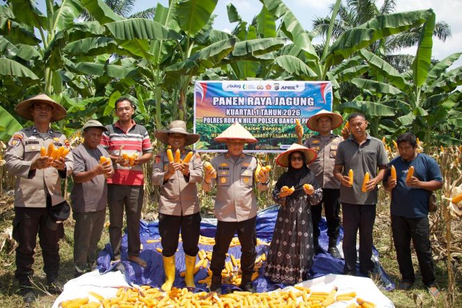
					Luar Biasa! Panen Raya Jagung di Rohil, Kapolres: Ini Keberhasilan Besar Ketahanan Pangan