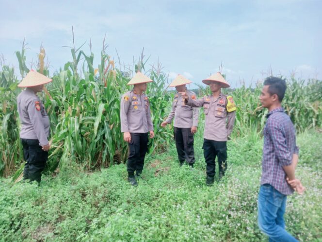 
					Tinjau 30 Hektare Lahan Jagung, Polsek Bagan Sinembah Perkuat Ketahanan Pangan