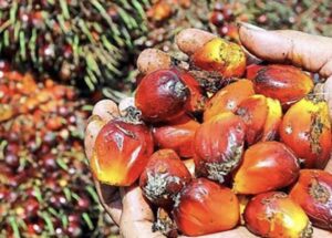 Menggeliatnya Potensi Ekonomi dan Pertanian Kuantan Singingi
