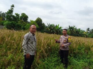 Dukung Asta Cita Presiden, Polsek Singingi Cek Lahan Padi Gogo di Desa Petai Baru