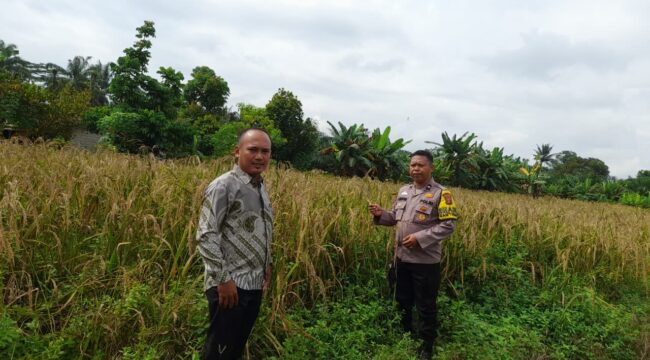 Dukung Asta Cita Presiden, Polsek Singingi Cek Lahan Padi Gogo di Desa Petai Baru