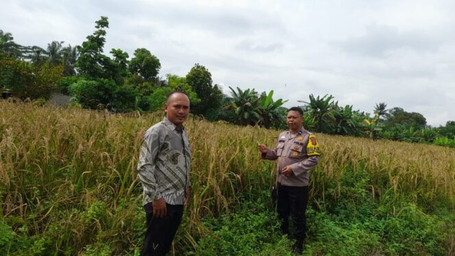 
					Dukung Asta Cita Presiden, Polsek Singingi Cek Lahan Padi Gogo di Desa Petai Baru