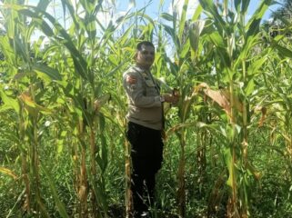 Dukung Swasembada Pangan 2026, Polsek Singingi Tinjau 2 Hektar Lahan Jagung di Desa Sungai Bawang