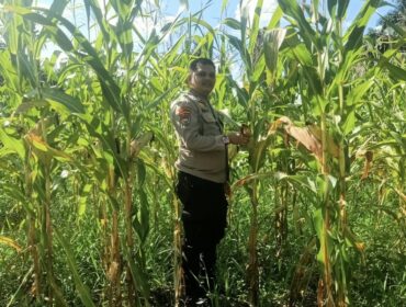 Dukung Swasembada Pangan 2026, Polsek Singingi Tinjau 2 Hektar Lahan Jagung di Desa Sungai Bawang