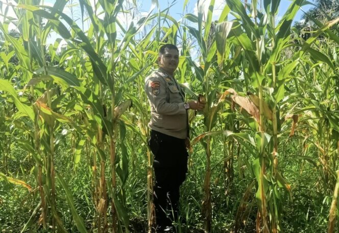 
					Dukung Swasembada Pangan 2026, Polsek Singingi Tinjau 2 Hektar Lahan Jagung di Desa Sungai Bawang