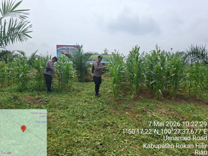 
					Cek Langsung Perkembangan Tanaman Jagung Kelompok Tani Surya Barak 15, Polsek Bagan Sinembah Dukung Ketapang Asta Cita Presiden Ri