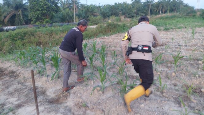 
					Dukung Program Ketapang, Bhabinkamtibmas Polsek Rantau Kopar Cek Tanaman Jagung