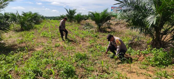 
					Pastikan Jagung Tumbuh Subur Demi Swasembada Pangan, Polsek Bagan Sinembah Sambangi Areal Pertanian