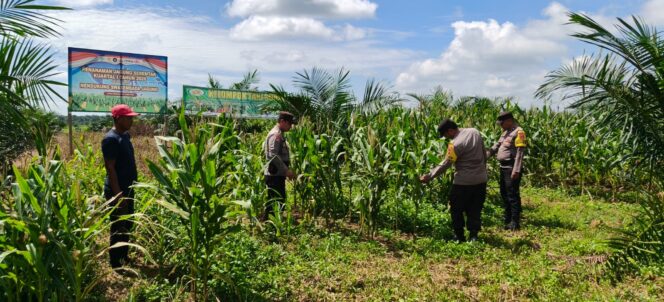 
					Dukung Ketahanan Pangan Nasional, Polsek Bagan Sinembah Cek Perkembangan Tanaman Jagung Kelompok Tani