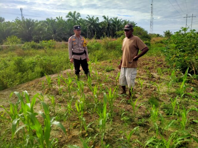 
					Cek Tanaman Ketapang Polsek Rantau Kopar Pastikan Pertumbuhan Jangung