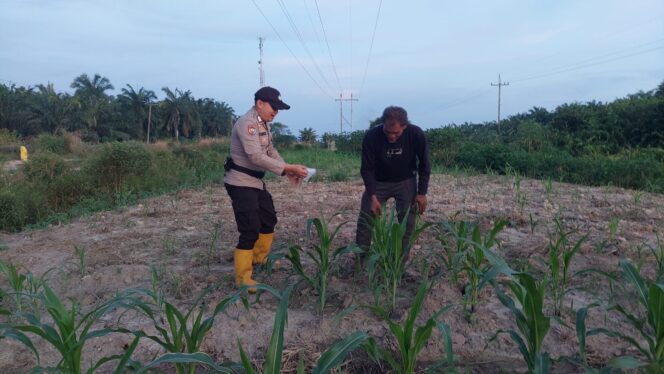 
					Giat Perawatan Tanaman Jagung Pipil, Bhabinkamtibmas Dukung Ketahanan Pangan Nasional