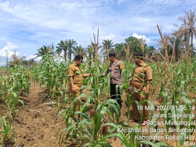 
					Dukung Ketahanan Pangan Nasional, Polsek Bagan Sinembah Cek Tanaman Jagung Program Asta Cita Presiden RI