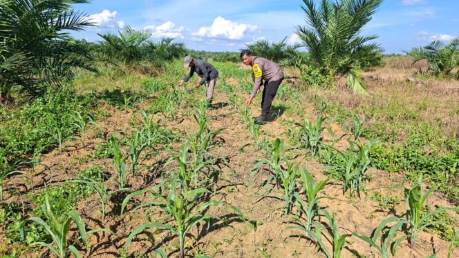 
					Polsek Bagan Sinembah Siap Kawal Ketahanan Pangan: Pengecekan Jagung Jadi Bukti Nyata Dukung Asta Cita