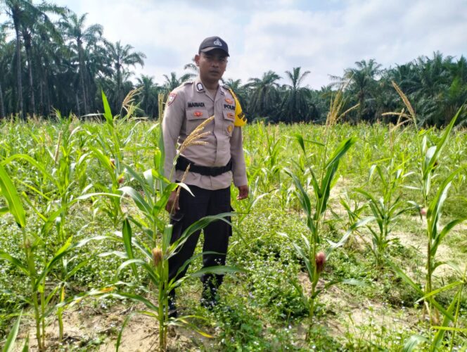 
					Pantau Tanaman Jagung, Polsek Simpang KananDukung Program Ketahanan Pangan Nasional