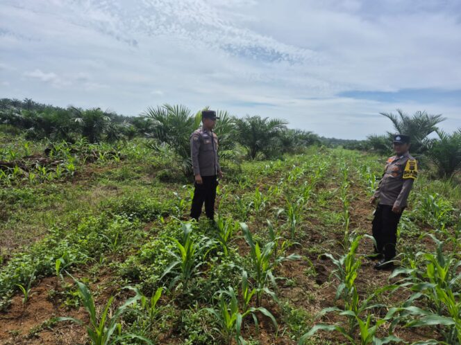 
					Intensifkan Pengecekan Tanaman Jagung Pipil, Wujud Nyata Dukung Ketahanan Pangan Nasional