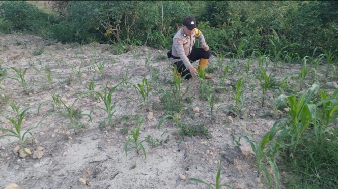 
					Program Ketahanan Pangan Nasional, Bhabinkamtibmas Tinjau Perkembangan Tanaman Jagung Pipil