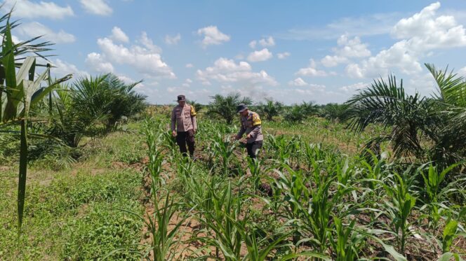 
					Gerakan Polri Hijau: Polsek Bagan Sinembah Awasi Penuh Pertumbuhan Jagung Pipil