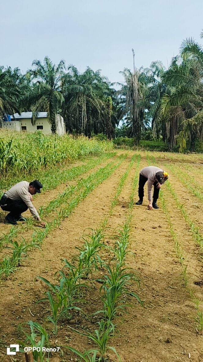 
					Menanti Bulir Menjelang Panen: Polsek Bagan Sinembah Turun ke Lahan Jagung Pipil