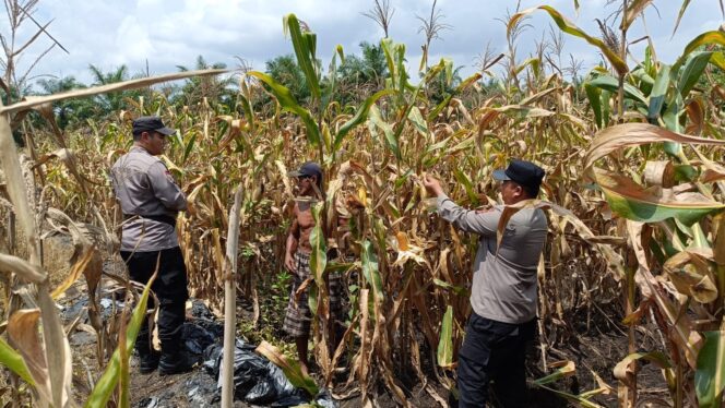 
					Sinergi Polri dan Petani, Polsek Tanah Putih Panen Jagung Lahan Ketapang