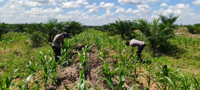 
					Aktif Dukung Ketapang Nasional, Polsek Bagan Sinembah Pantau Pertumbuhan Jangung Pipil di Lahan Seluas 30 Ha