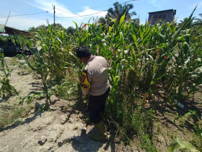 
					Dukung Ketapang Nasional, Polsek Panipahan Pantau Perkembangan Tanaman Jagung Warga