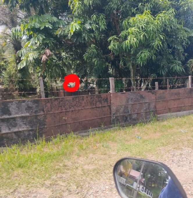 
					Aktivitas Ilegal di Sentajo Raya: Pencemaran Lingkungan yang Melanggar Aturan Hukum