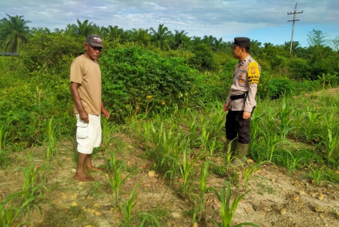 
					Aksi Nyata Bhabinkamtibmas Rantau Kopar, Cek Program Ketapang Jagung Pipil Dukung Penuh Asta Cita Presiden
