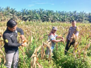 Dukung Swasembada Pangan 2026, Polsek Singingi Cek Kesiapan Panen 1 Hektar Jagung Pipil di Desa Sumber Datar