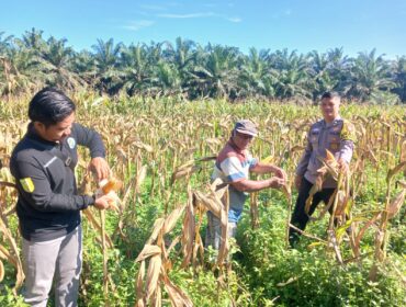 Dukung Swasembada Pangan 2026, Polsek Singingi Cek Kesiapan Panen 1 Hektar Jagung Pipil di Desa Sumber Datar