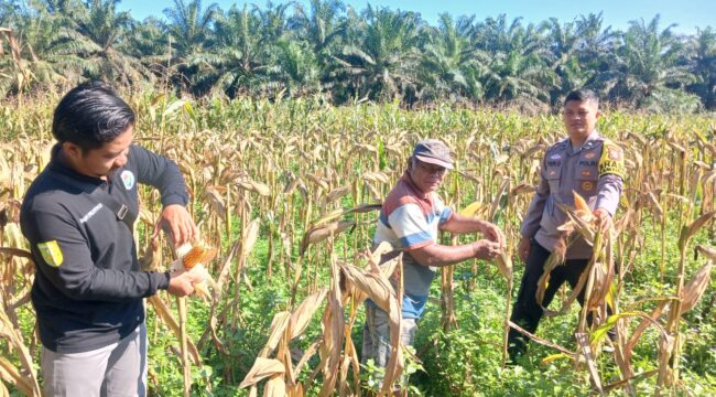 Dukung Swasembada Pangan 2026, Polsek Singingi Cek Kesiapan Panen 1 Hektar Jagung Pipil di Desa Sumber Datar