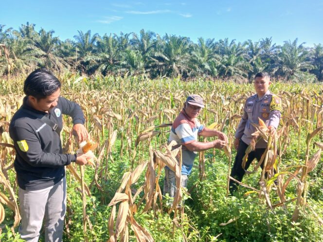 
					Dukung Swasembada Pangan 2026, Polsek Singingi Cek Kesiapan Panen 1 Hektar Jagung Pipil di Desa Sumber Datar
