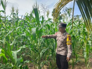 Dukung Asta Cita Presiden, Polsek Singingi Cek Program Pekarangan Bergizi di Desa Pulau Padang