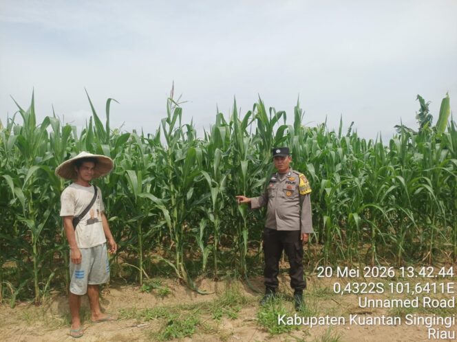 
					Garda Terdepan Program Presiden, Polsek Pangean Kawal Penanaman Jagung Pipil dan Lahan Bergizi di Desa Rawang Binjai
