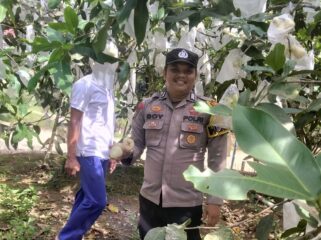 Dukung Program Asta Cita Presiden, Polsek Singingi Cek Pekarangan Bergizi Jambu Madu di Desa Sungai Sirih