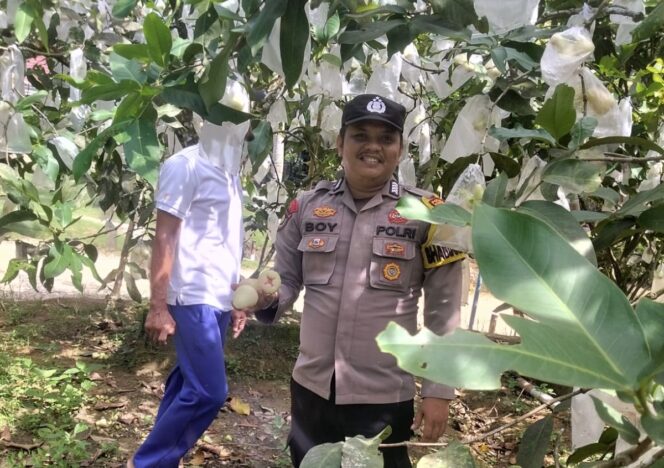 
					Dukung Program Asta Cita Presiden, Polsek Singingi Cek Pekarangan Bergizi Jambu Madu di Desa Sungai Sirih
