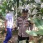 Dukung Program Asta Cita Presiden, Polsek Singingi Cek Pekarangan Bergizi Jambu Madu di Desa Sungai Sirih