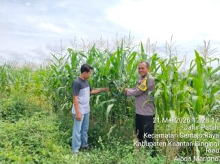 Dukung Ketahanan Pangan, Polsek Pangean Gandeng PT GM dan Pemdes Sungai Langsat Tanam 3 Hektar Jagung Pipil
