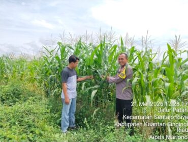 Dukung Ketahanan Pangan, Polsek Pangean Gandeng PT GM dan Pemdes Sungai Langsat Tanam 3 Hektar Jagung Pipil