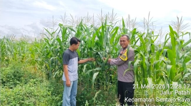 Dukung Ketahanan Pangan, Polsek Pangean Gandeng PT GM dan Pemdes Sungai Langsat Tanam 3 Hektar Jagung Pipil