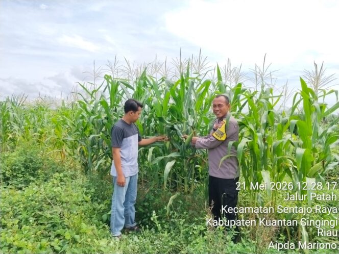 
					Dukung Ketahanan Pangan, Polsek Pangean Gandeng PT GM dan Pemdes Sungai Langsat Tanam 3 Hektar Jagung Pipil