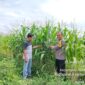 Dukung Ketahanan Pangan, Polsek Pangean Gandeng PT GM dan Pemdes Sungai Langsat Tanam 3 Hektar Jagung Pipil