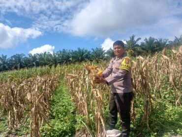 Dukung Swasembada Pangan 2026, Bhabinkamtibmas dan Bumdes Sumber Datar Cek Perkembangan Lahan Jagung