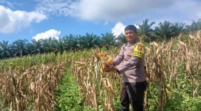 Dukung Swasembada Pangan 2026, Bhabinkamtibmas dan Bumdes Sumber Datar Cek Perkembangan Lahan Jagung